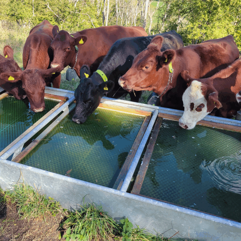 Mesh covered wooden frames to float in cattle troughs to prevent owls drowning 
